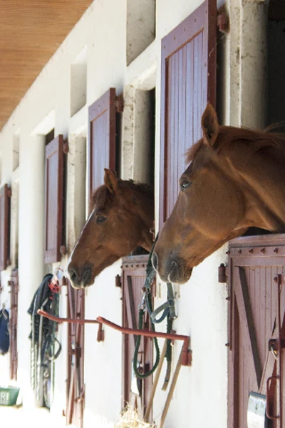 ecurie pour cheval