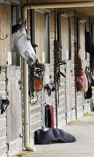 prairie pour cheval